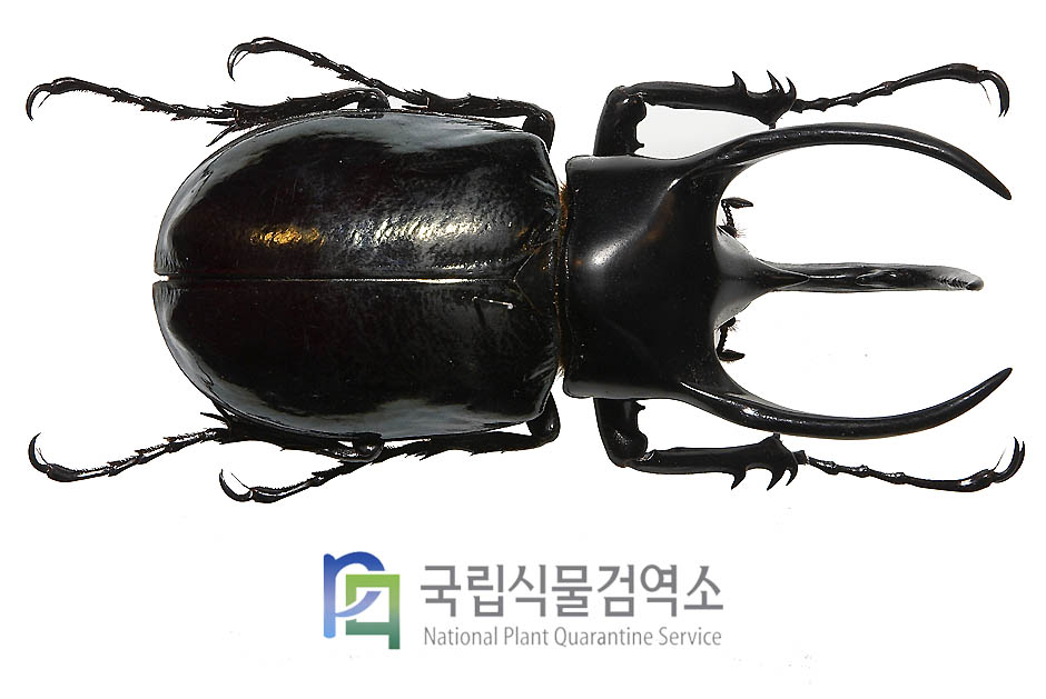 코카서스장수풍뎅이(Chalcosoma caucasus)