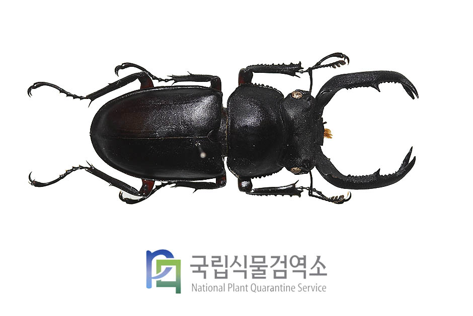 크레나투스굽은턱사슴벌레(Rhaetulus crenatus)