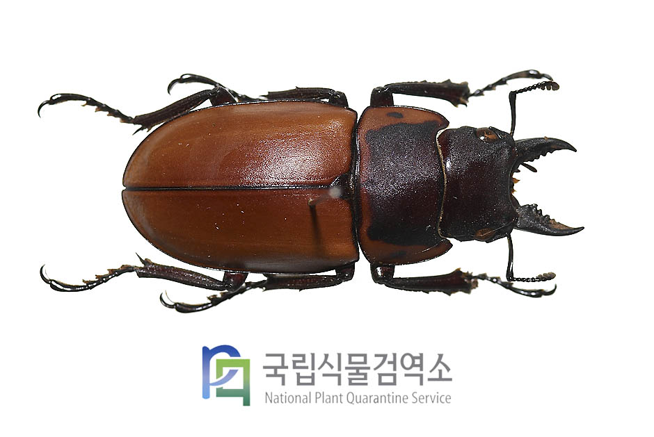 타구르스톱사슴벌레(Prosopocoilus targulas)