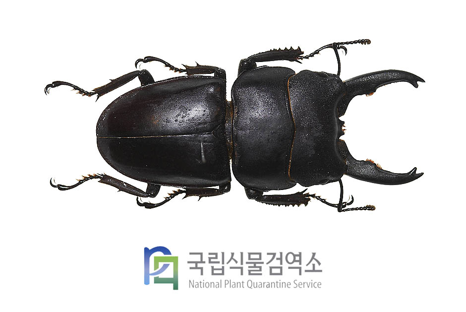 타우르스넓적사슴벌레(Dorcus taurus cribriceps)