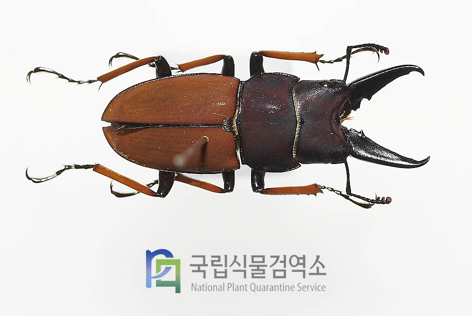 티비아리스남미사슴벌레(Leptinopterus tibialis)