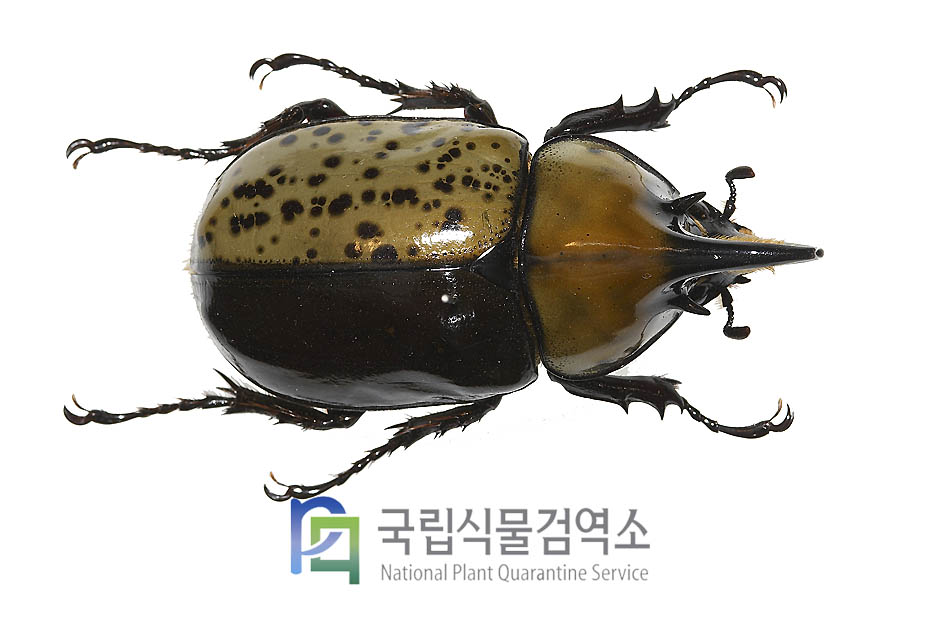 티티우스장수풍뎅이(Dynastes tityus)