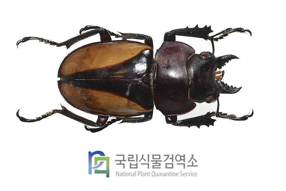 페리새사슴벌레(Neolucanus parryi)