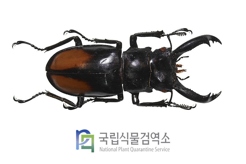 페리큰턱사슴벌레(Hexathrius parryi)