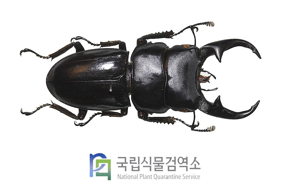 페리왕사슴벌레(Dorcus parryi)