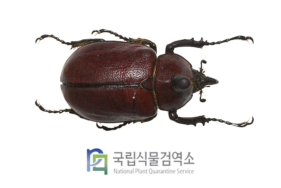 국립식물검역소
