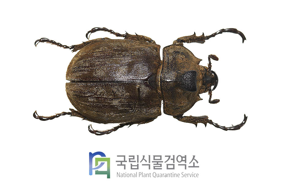 프리훼리털장수풍뎅이(Allomyrina pfeifferi)