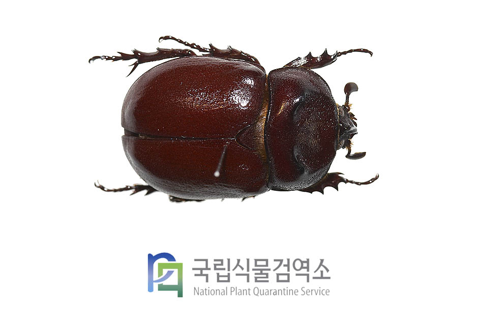 핑구이스장수풍뎅이(Blabephorus pinguis)