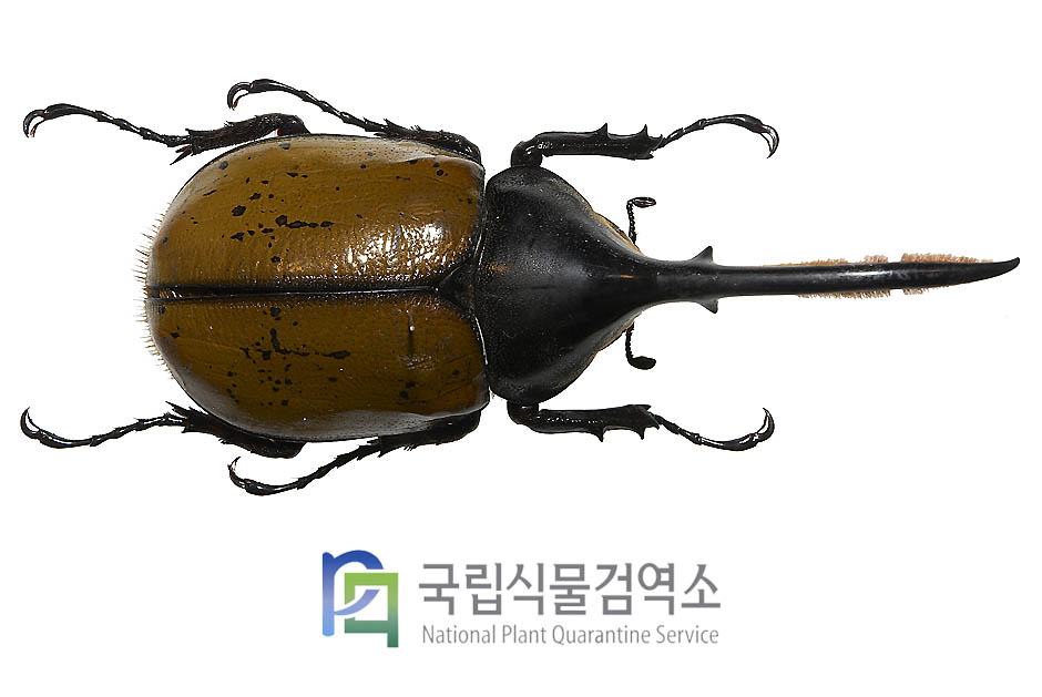 헤라클레스장수풍뎅이(Dynastes hercules)