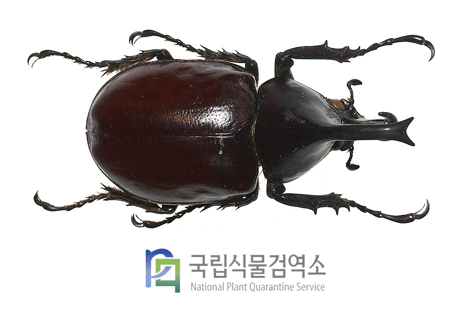 후로렌시스장수풍뎅이(Xylotrupes florensis)