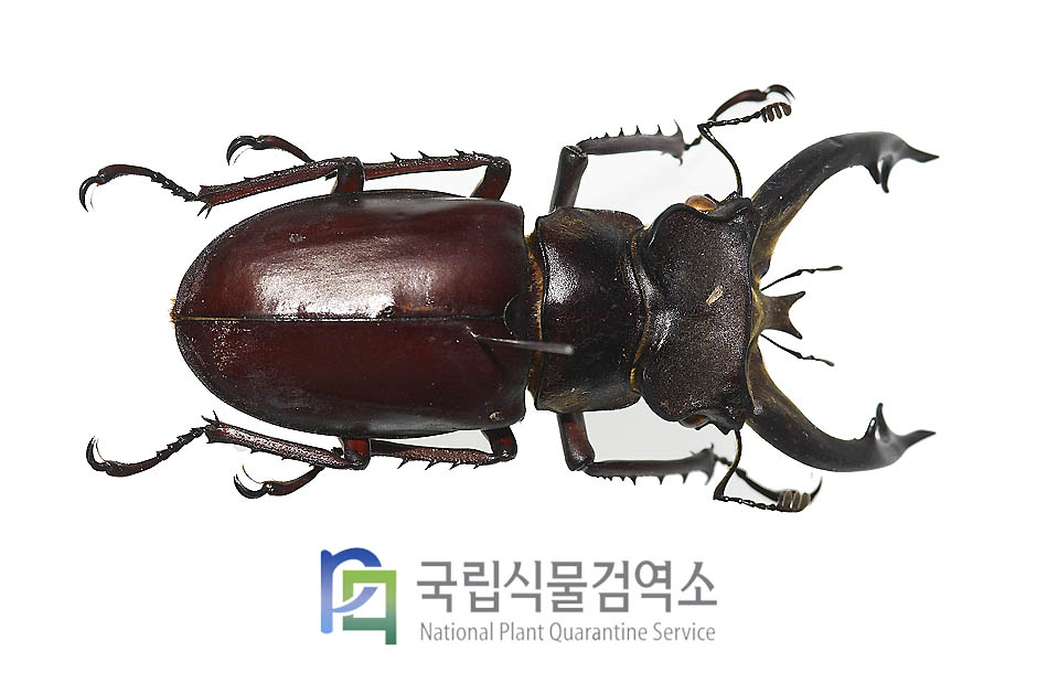 후리이사슴벌레(Lucanus fryi)