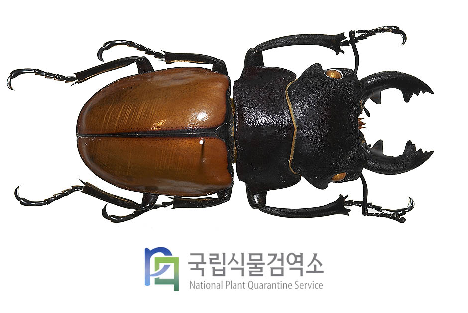 훼모라리스멋쟁이사슴벌레(Odontolabis femoralis)