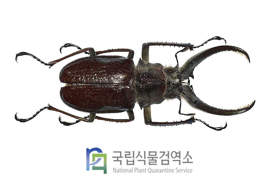 훼스타메리 네눈사슴벌레(Sphaenognathus feisthameli)