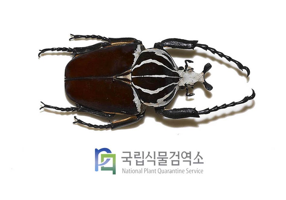 골리앗큰뿔꽃무지(Goliathus goliatus)