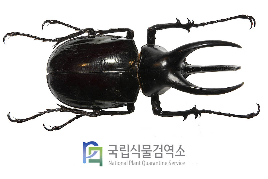 모렌캄피장수풍뎅이(Chalcosoma moellenkampi)