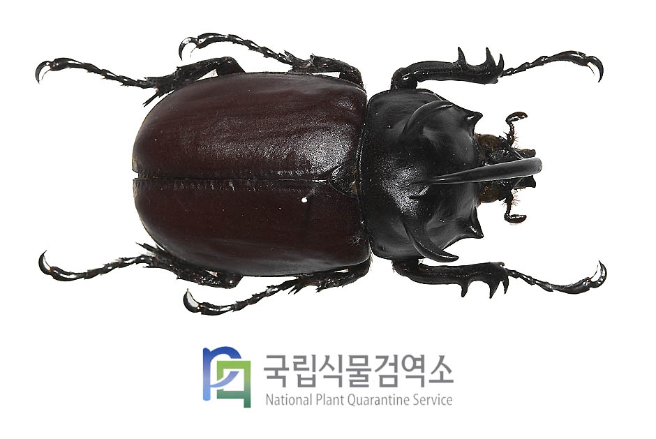 씨아멘씨스장수풍뎅이(Eupatorus siamensis)