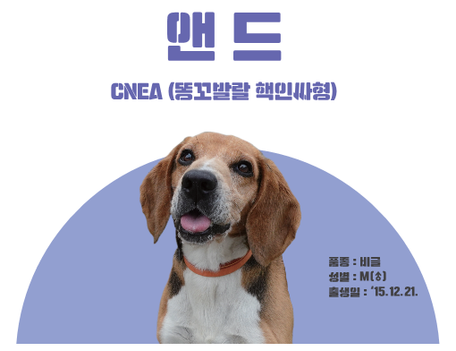 입양 대상견 프로필 "앤드"