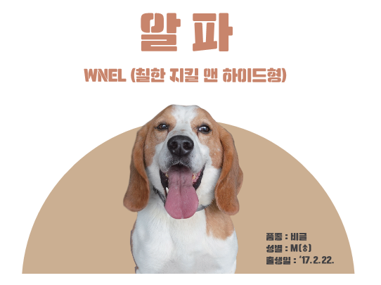 입양 대상견 프로필 "알파"