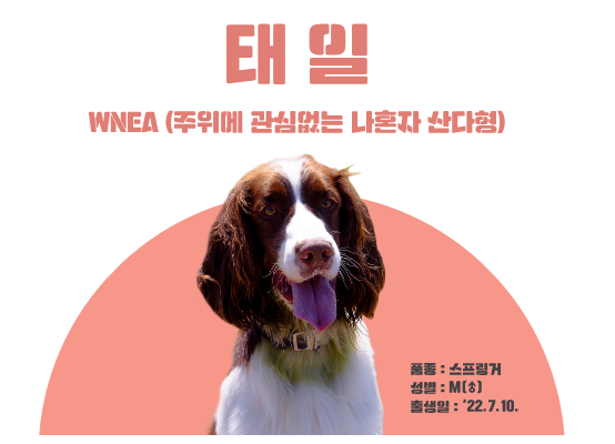 입양 대상견 프로필 "태일"