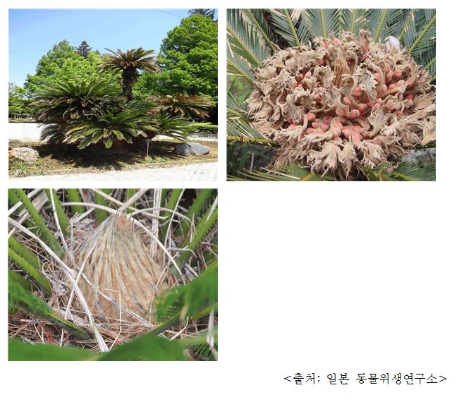 소철 Japanese sago palm (Cycas revoluta Thunb.)