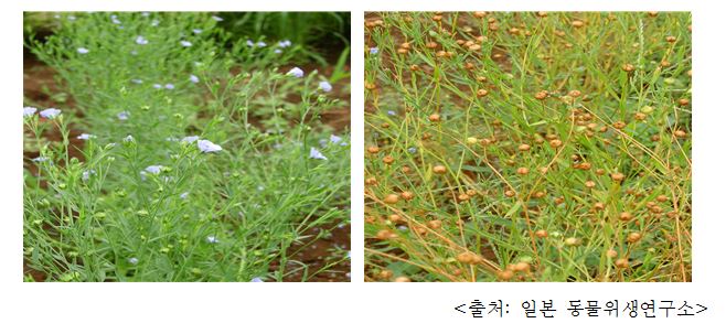 아마 Flax (Linum usitatissimum L.)