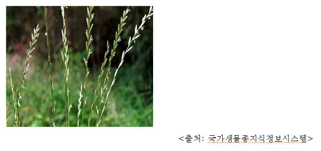 호밀풀 Perennial ryegrass (Lolium perenne L.)