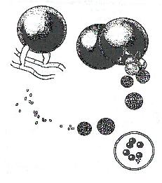 백묵병의 병원균 모양