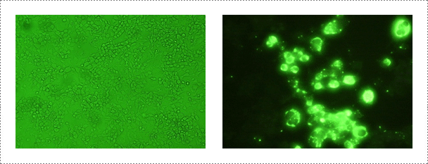 Fig. 2. Rabies virus identification in NG108-15 cell. Mouse neuroblastoma cells are routinely used for the isolation and identification of rabies virus (Journal of Veterinary Science, Yang DK et al., 2011, accepted)