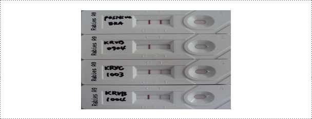 Fig. 3. Results of the rapid immunodiagnostic assay (RIDA) after applying samples (ERA strain, wild type RABVs: KRVR0904, KRVC1003 and KRVB1004) (Journal of Veterinary Science, Yang DK et al. 2012).