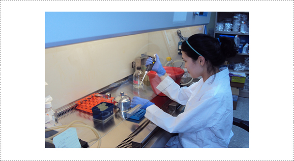 Fig. 4. Reverse-transcription polymerase chain reaction (RT-PCR) assay for virus identification. The RABV laboratory routinely conducts RT-PCR assay for virus identification and characterization of RABV.