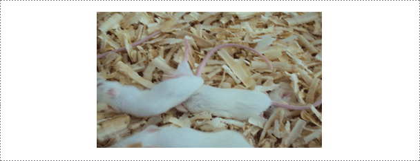 Fig. 6. An animal experiment for determining the virulence of RABV isolates. Intracerebral experiment using specific pathogen free mice is one of methods used at the RABV laboratory for checking the virulence of RABV isolates. All experiments are performed in a BL 3 experimental animal facility.