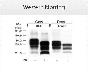 Western blotting