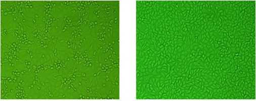 Fig. 1 Virus identification of JEV in Vero cells. Vero cells are routinely used at the JEV research laboratory of APQA for isolation and identification of JEV (Journal of Veterinary Science, Yang DK etal.2004).