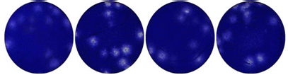 Fig. 9 Plaque assay and PRNT performed at the rabies laboratory.