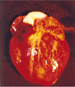 사진11) 돼지열병에 감염된 돼지의 심장. 표면에 출혈 반점이 관찰됨 이미지