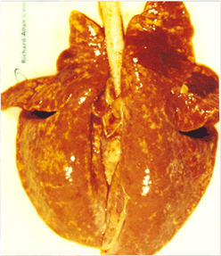 사진53) PRRS에 감염된 돼지의 폐. 폐는 퇴축이 안되고 전체적으로 담적색을 띔 이미지