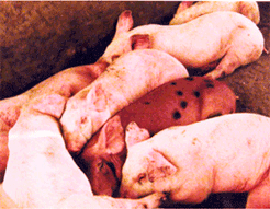 사진1) 돼지열병에 감염돼 서로 포개진 상태의 돼지들 이미지