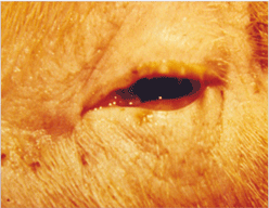 사진55) 병에 감염된 돼지. 안검의 부종 이미지