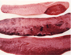 사진14) 돼지열병에 감염 돼지 상단 : 정상 비장 / 중단 : 출혈성 경색(HC) / 하단 : 비장 종대(HC) 이미지