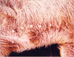 사진57) 옴에 감염된 돼지. 피부의 털이 거칠며 표면에 검은색 얕은 가피가 덮힘 이미지