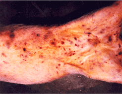 사진6) 돼지 열병에 감염되어 복부 피부에 자적색-암적색 반점을 보이는 돼지 이미지