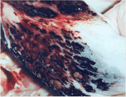 사진50) 돼지써코바이러스에 감염된 돼지의 방광. 점막의 심한 출혈 이미지