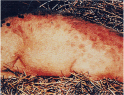 사진51) 돼지 단독에 감염된 돼지. 피부에 갈색의 반점. 이미지