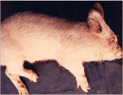 사진61) 전신성 연쇄상구균 감염증을 보인 돼지. 귀, 눈, 코 피부가 암적색으로 발적 이미지