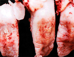 돼지 발굽사이의 수 궤양 및 발포,굽의 탈락 이미지