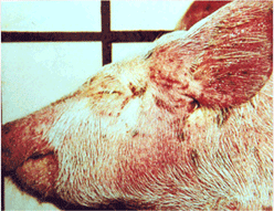 사진63) 톡소플라스마에 감염된 돼지. 주둥이, 귀, 목 피부가 자적색으로 발적. 얕은샅림프절의 심한 종대 이미지