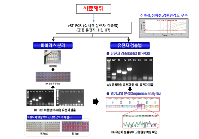 조류인플루엔자 정밀진단 모식도