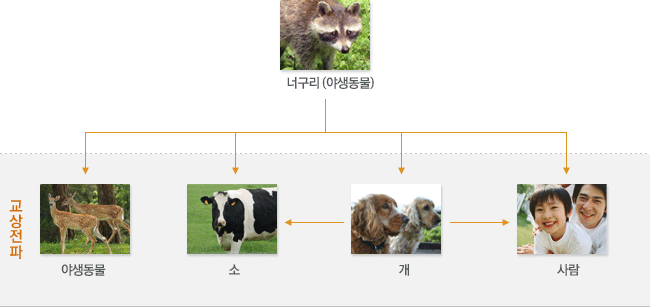 국내 광견병(공수병)의 전파경로 : 감염된 야생동물이 다른 야생동물이나, 소, 개, 사람을 물어 전파시키거나, 감염가축 중 특히 개가 사람을 물게 되면 교상을 입혀 전파시킵니다.