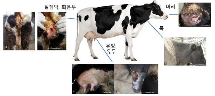 럼피스킨 감염 소에서 피부결절이 더 잘 관찰되는 부위