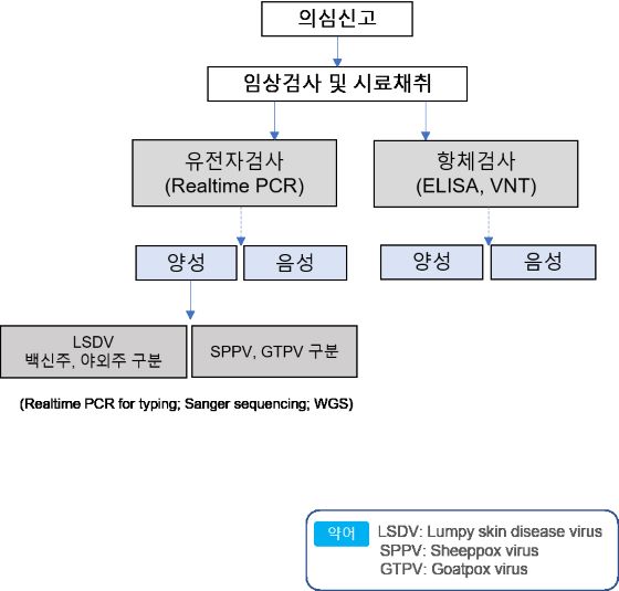 럼피스킨 LSDV 검출 및 항체 검출